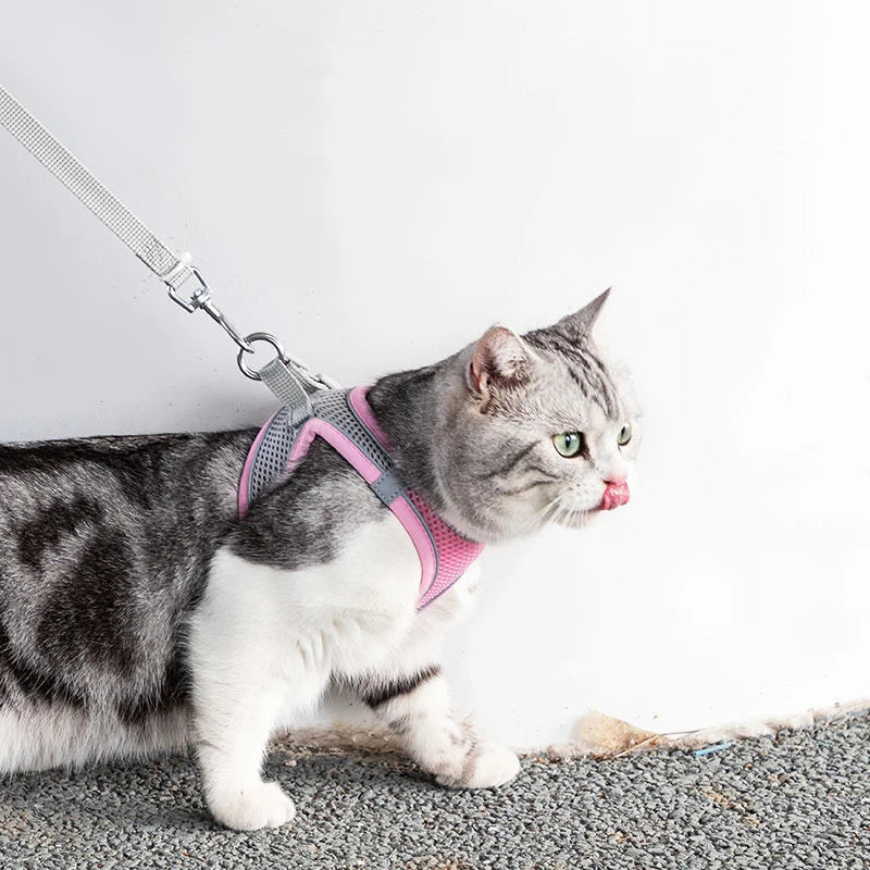 Pawsome Pet Harness Set